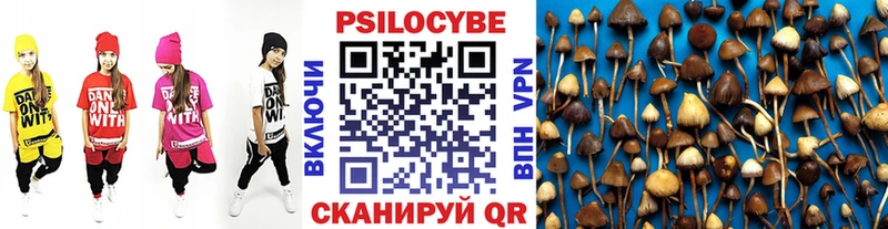 Галлюциногенные грибы Psilocybe  Железноводск 